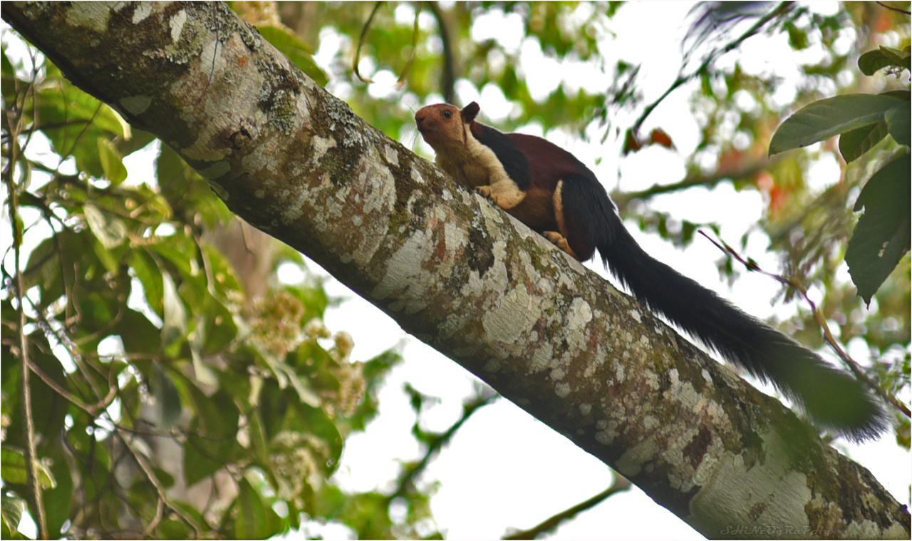 Spice Jungle Resort Munnar Exterior foto